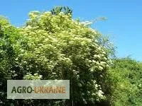 Сухие цветки черной бузины - 100 грамм - фото № 1