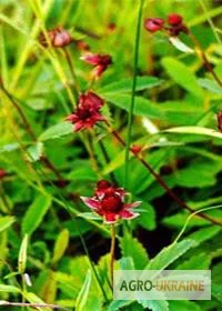 Сабельник болотный корень Вовче тіло корінь - фото № 1