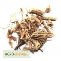 Корінь кропиви – лікарська рослина - фото № 1