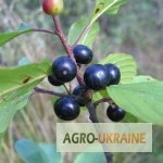 Кора крушини - лікарська рослина - фото № 1