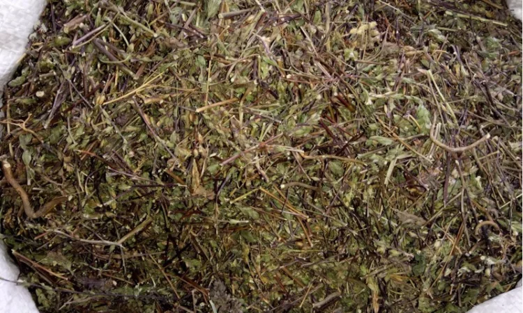 Очанка коротковолосистая трава - фото № 1