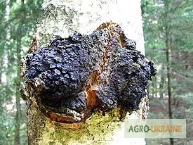 Чага березовий гриб - лікувальна рослина - фото № 1