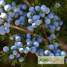 Шишкоягоди ялівця – 100 грамів - фото № 1