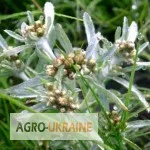 Сушениця топяна - трава для лікування - фото № 1