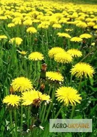 Одуванчик корень Кульбаба корінь - фото № 1