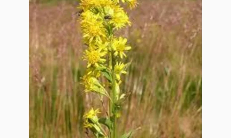 Золотая розга Золотарник обыкновенный трава Золотушник звичайний трава - фото № 1