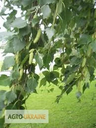 Береза лист - фото № 1