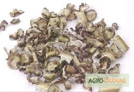 Корінь лопуха великий репейник - лікарська рослина - фото № 1