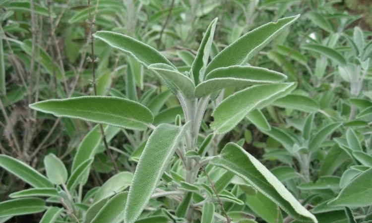 Шалфей лекарственный трава Шавлія лікарська трава - фото № 1