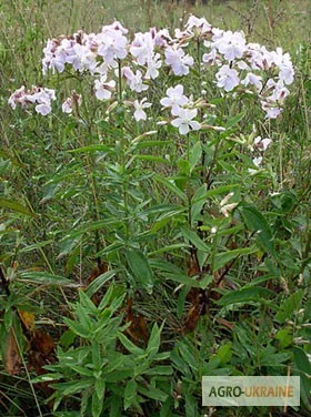 Купить траву мыльнянки лекарственной - фото № 1