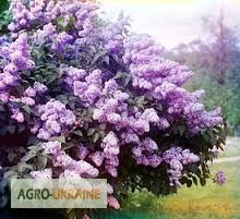 Сухие цветки сирени обыкновенной – лекарственное растение - фото № 1