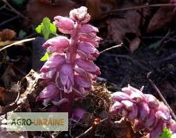 Пропонується корінь Петрового хреста, 100 грамів - фото № 1