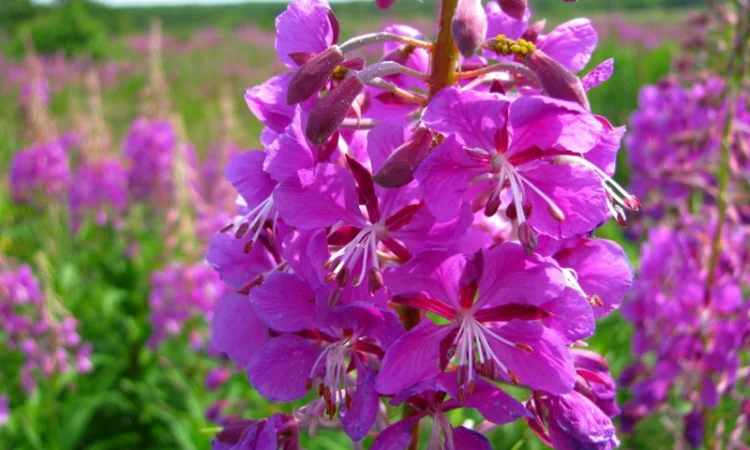Пролам соцветия иван-чай - фото № 1