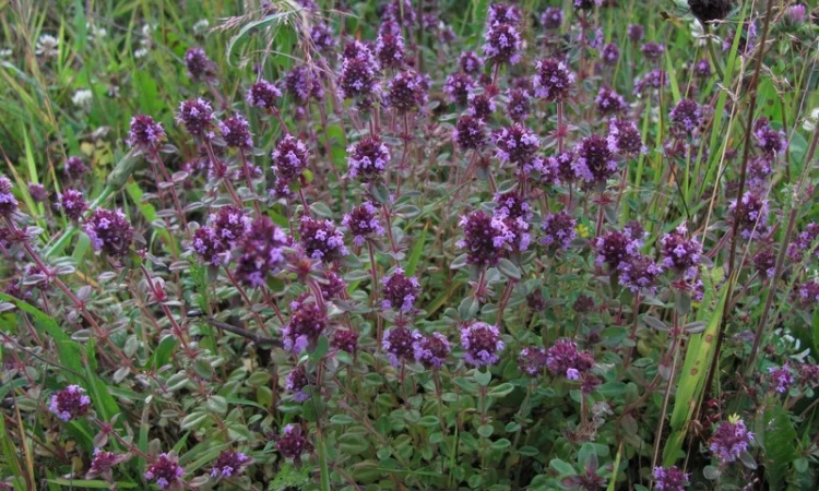 Продам чебрец обыкновенный трава - фото № 1