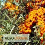 Пропонується ягода обліпихи - фото № 1