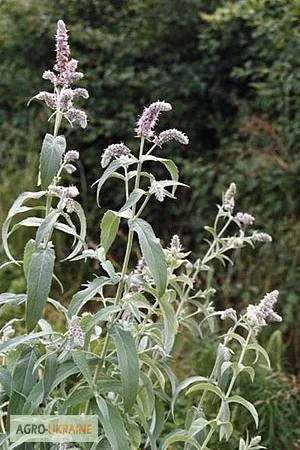 Мята длиннолистная трава продам - фото № 1