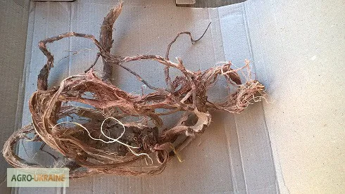 Пропонується червоний корінь - лікарська рослина - фото № 1