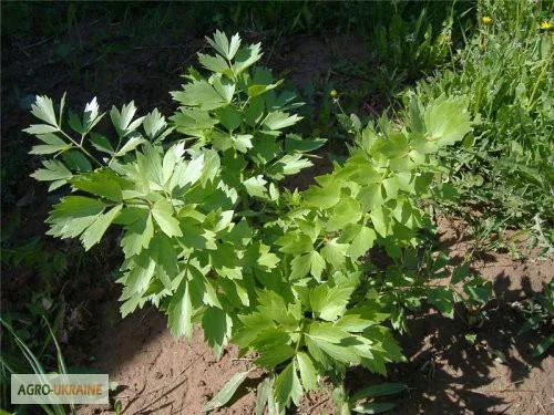 Купить любисток аптечный - фото № 1