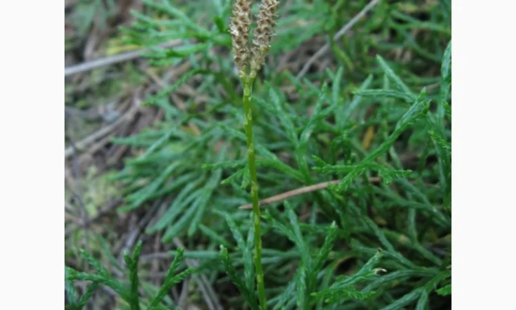 Купити плаун сплюснутий - фото № 1