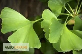 Гинкго - лечебное растение в продаже - фото № 1