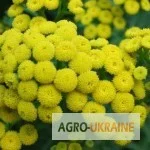 Продается пижмо - сухие суцветия, упаковка 100 грамм - фото № 1