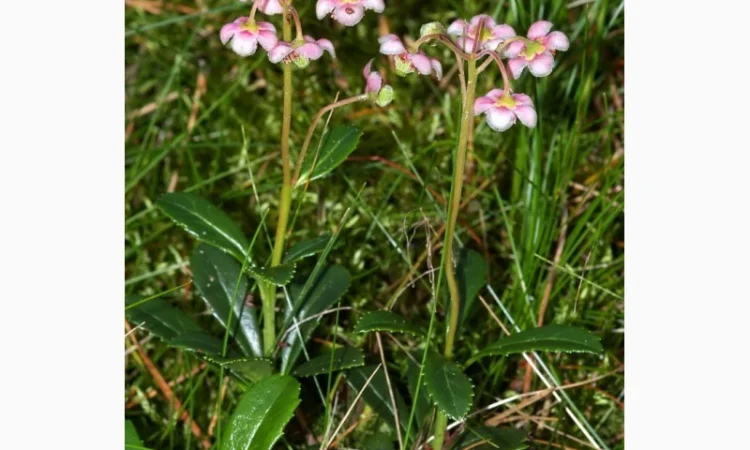 Зимолюбка трава купити - фото № 1