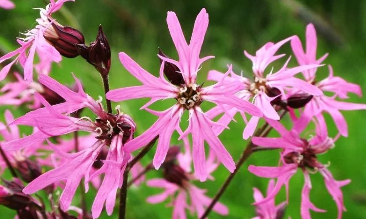 Горицвет коронария купить - фото № 1