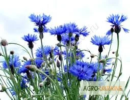 Продается волошка синяя, упаковка 50 грамм - фото № 1