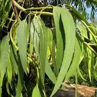 Евкалипт купить - фото № 1