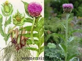 Левзею сафлоровидну купити - фото № 1