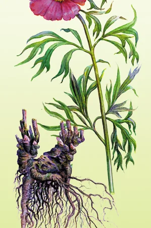 Мар'їн корінь продам корень пиона - фото № 1