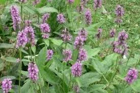 Буквица лекарственная купить - фото № 1