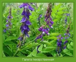 Козлятник лікарський галега купити - фото № 1