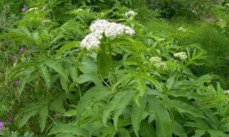 Бузина травяниста трава - фото № 1
