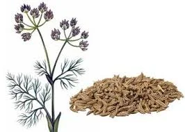 Аніс насіння - фото № 1