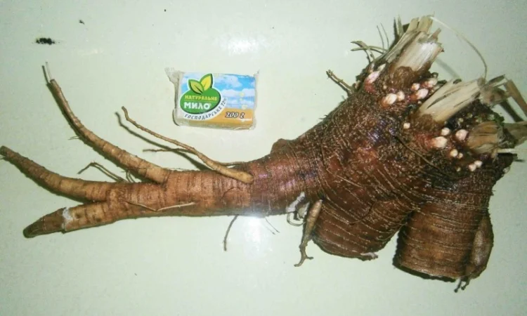 Сроно продам корень лаконоса американского резаный, сушеный - фото № 3
