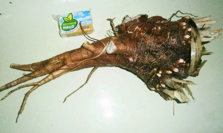 Сроно продам корень лаконоса американского резаный, сушеный - фото № 4