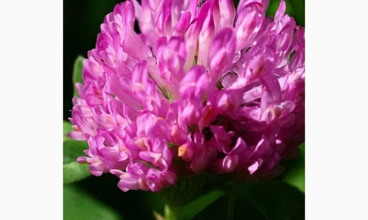 Екстракт червоної конюшини - фото № 1