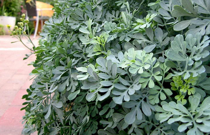 Рута пряная приправа и лекарственная 99 грн за куст высотой 40 см - фото № 1