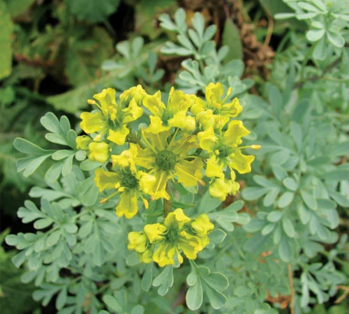 Рута пряная приправа и лекарственная 99 грн за куст высотой 40 см - фото № 3