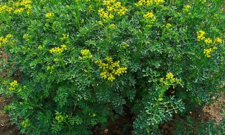 Рута пряная приправа и лекарственная 99 грн за куст высотой 40 см - фото № 5