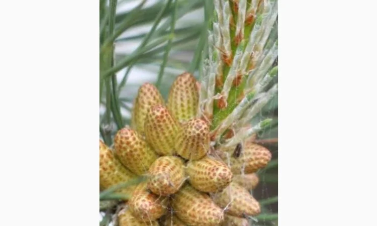 КУПИМ по Украине сосновую и березовую почку.дорого - фото № 1