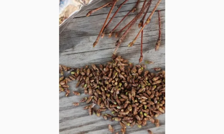 КУПИМ по Украине сосновую и березовую почку.дорого - фото № 2