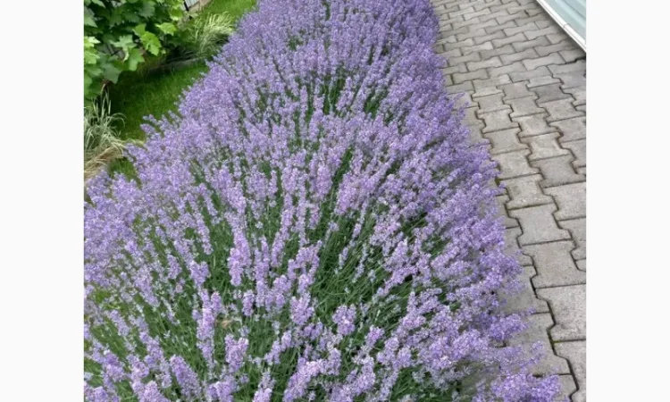 Лаванда - фото № 2