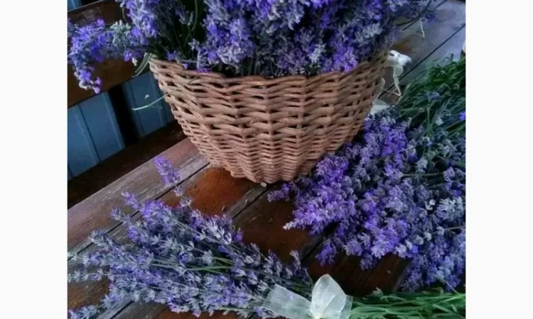 Лаванда - фото № 3