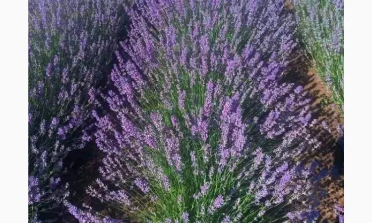 Англійська вузьколиста лаванда - фото № 1