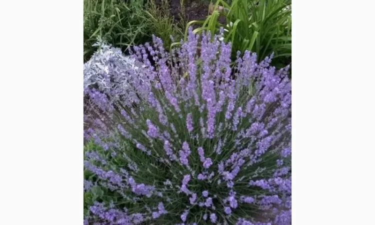 Англійська вузьколиста лаванда - фото № 2