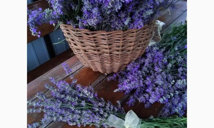 Англійська вузьколиста лаванда - фото № 3