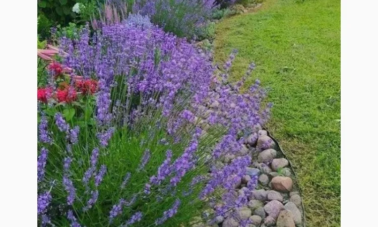 Англійська вузьколиста лаванда - фото № 4