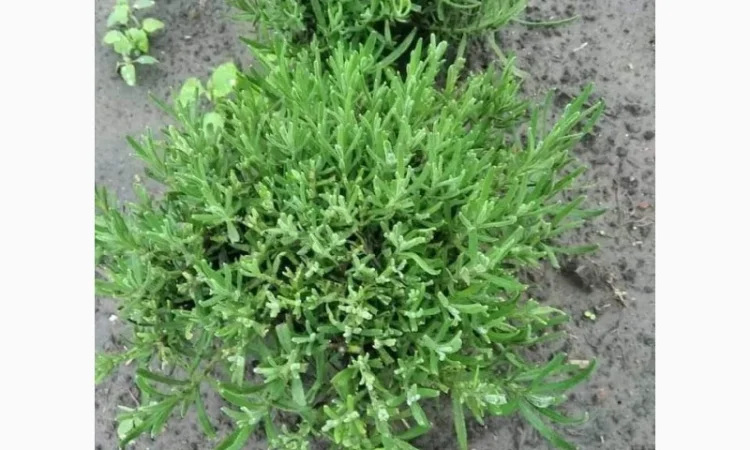 Англійська вузьколиста лаванда - фото № 5